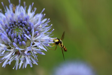 Syrphe sur une petite fleur bleue	
