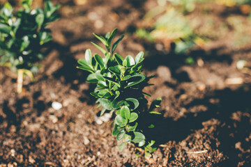 Beautiful boxwood bush in the garden. Shallow depth of field.
