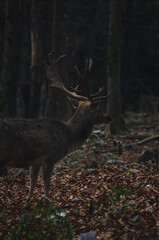 Closeup of a deer buck looking in the distance