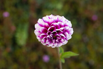 Obraz premium dahlias white and purple