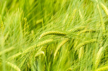 Fototapeta na wymiar Closeup of a blurry wheat field.