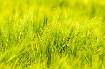 Closeup of a blurry wheat field.