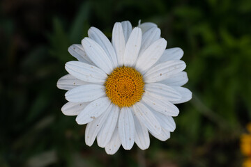 Fototapeta premium White daisy