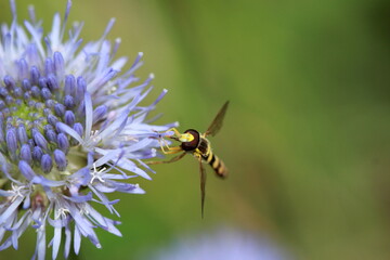 Syrphe sur une petite fleur bleue	