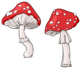 Hand drawn sketch amanita mushrooms vector illustration