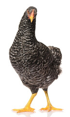 one black chicken isolated on white background, studio shoot