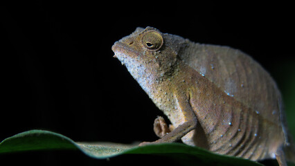 Side profile of tiny pygmy chameleon sitting on a green leave at night.
