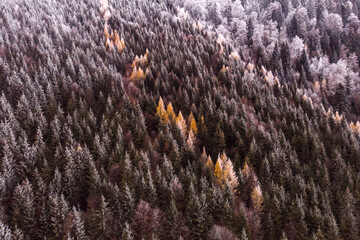 drone view of a forest from above