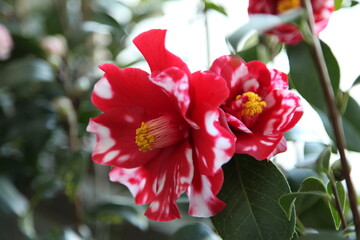 red camellia