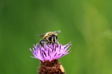 Petite abeille sur un chardon rose