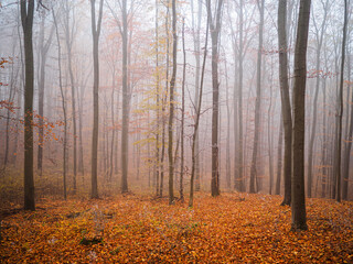 Obraz premium autumn forest in the fog