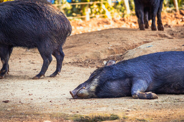 FOTOS FEITAS NO ZOOLOGICO DE SÃO PAULO.