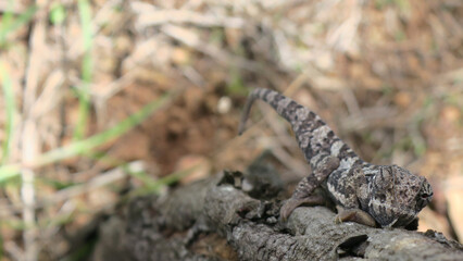 Close up of smooth chameleon climbing up tree.  One eye is facing forward, the other sideways. The background is intetionally out of focus  and blurred.