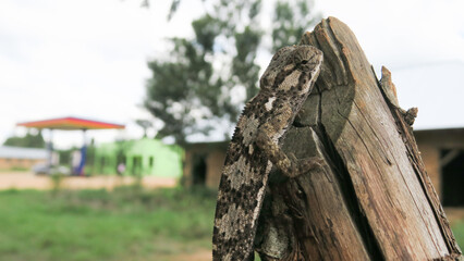 Close up of side profile of smooth chameleon - Chameleo laevigatus