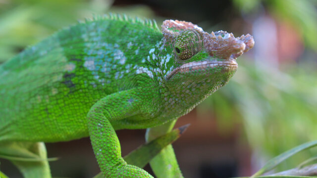 Close up of West Usambara two-horned chameleon, Usambara blade-horned in the Usambara Mountain range, Tanzania.
