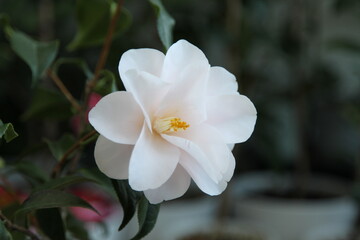 Obraz premium white pink camellia 'hagoromo'