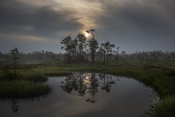 Obraz na płótnie Canvas Mystical foggy swamp with pine trees
