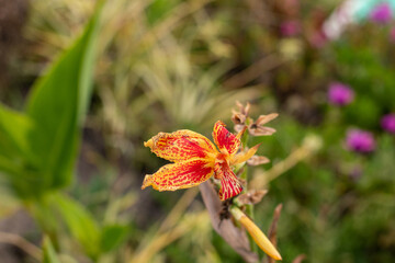 red orchid