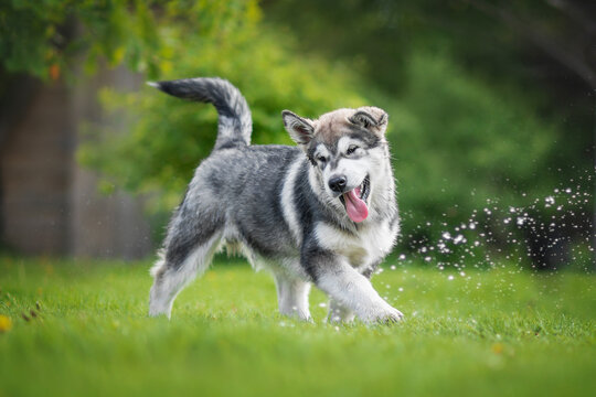 รูปภาพMalemute – เลือกดูภาพถ่ายสต็อก เวกเตอร์ และวิดีโอ47,045 | Adobe Stock