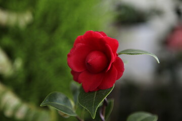 red camellia