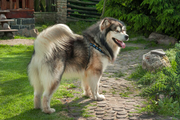 An adult male Alaskan Malamute stands in the yard, rear view