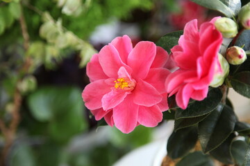 Fototapeta premium camellia japonica 'beni hagoromo'