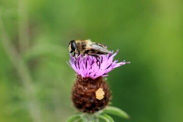 Petite abeille sur un chardon