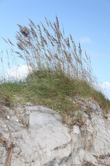 white sand dune of Florida beach on Atlantic coast in summer time © viktor2013