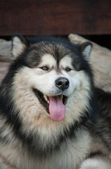 A beautiful portrait of an Alaskan Malamute