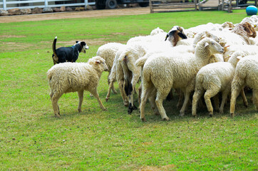 Fototapeta premium Dog shepherd or sheepdog running to the sheep and bring them back to the house sheepfold on green grass field