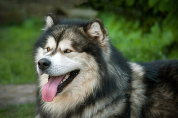 portrait of adult Alaskan Malamute with tongue, summer heat