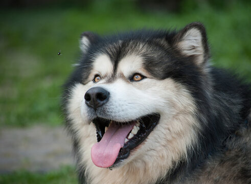adult dog Alaskan Malamute looking at a fly