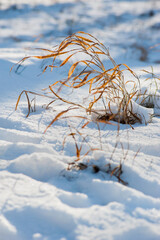 yellow grass feathers in the snow, beautifully illuminated by the sun