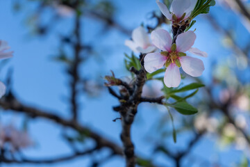 spring blossom on sky
