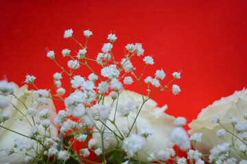 White roses and gypsophila on a red background. Beautiful floral arrangement