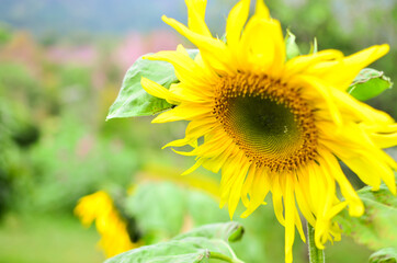 Fototapeta premium Chrysanthemum flower yellow color blurred background with green leaves in the park garden