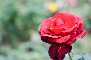Red pink rose flower in the garden concern valentine's day and love concept, natural light blurred background.