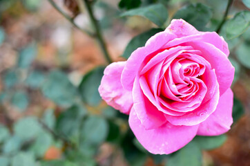 Red pink rose flower in the garden concern valentine's day and love concept, natural light blurred background.