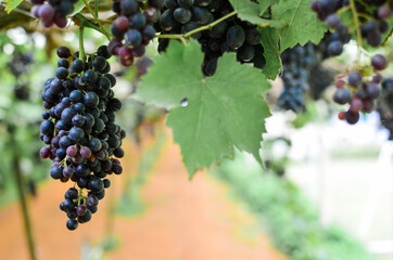Branches of fresh grape growing fruit, plants, green leaves in grape vineyard. Natural light blurred background