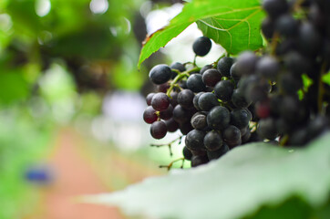 Branches of fresh grape growing fruit, plants, green leaves in grape vineyard. Natural light blurred background