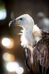 Vautour au rocher des aigles de Rocamadour