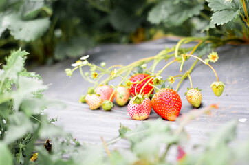 Strawberries fresh from the garden lay down on black plastic cover to protect the skins front blurred and green leaves