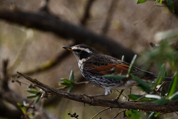 枝にとまっているツグミ
