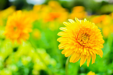 Chrysanthemum flower yellow color blurred background with green leaves in the park garden