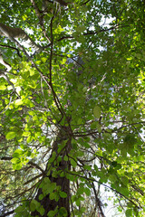 Fototapeta premium Russia Sochi city arboretum views