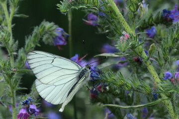  Papillon blanc à nervures noires 