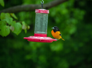 A pretty orange and black oriole rests on the side of a feeder in a Missouri backyard. Bokeh effect.