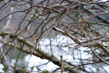Blütenknospe im Winter