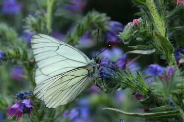  Papillon blanc à nervures noires 