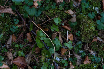 moosbewachsener Waldboden